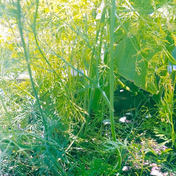 The Limited Drew Fit Women Pant - Picture 4 of 16